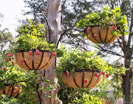 как сделать клубничное дерево