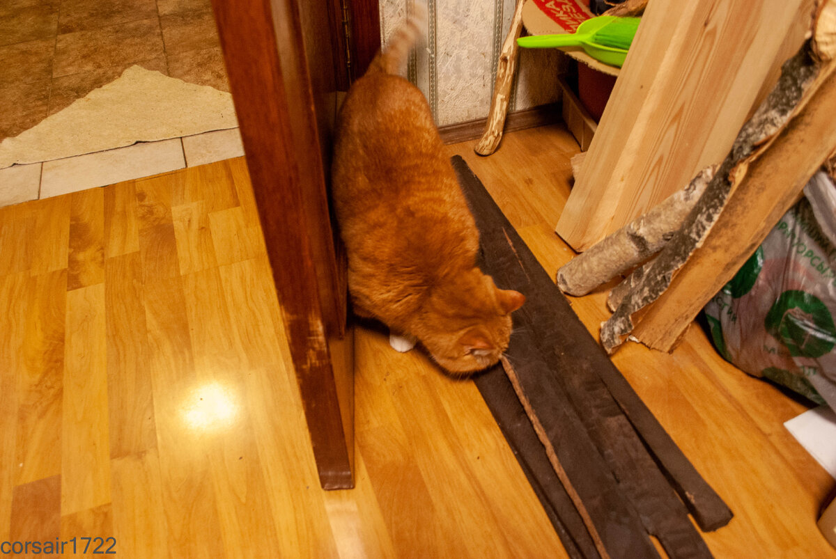 Лучший помощник в мастерской: поддержит морально, соберёт на себя всю стружку и вынесет её в другую комнату