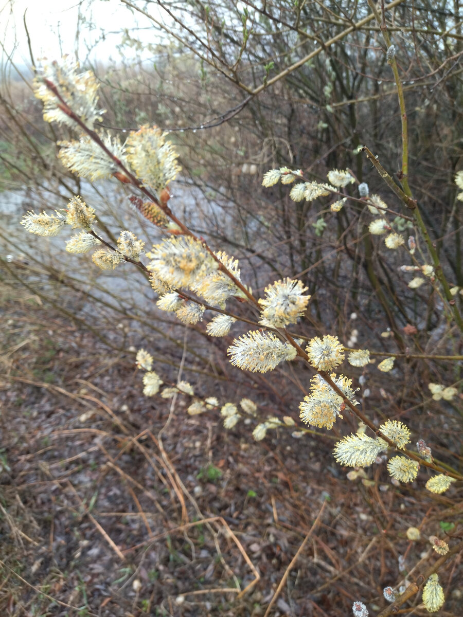 Верба. Для меня - символ весны. 