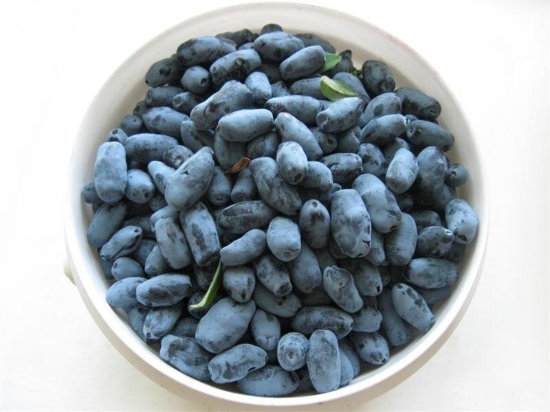 ПОСЛЕДНЯЯ ЖИМОЛОСТЬ В ЭТОМ СЕЗОНЕ.