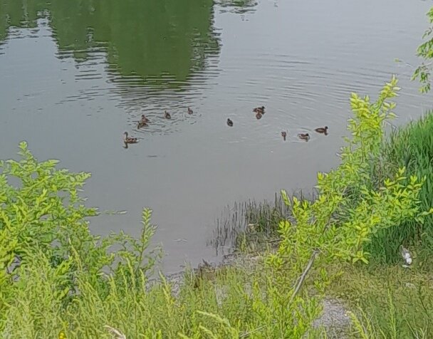 Мама-утка тревожно заговорила по-утиному,  собирая деток и заходя в воду, и всё утиное семейство отплыло от берега.  И только тогда Томка спустилась и искупалась.