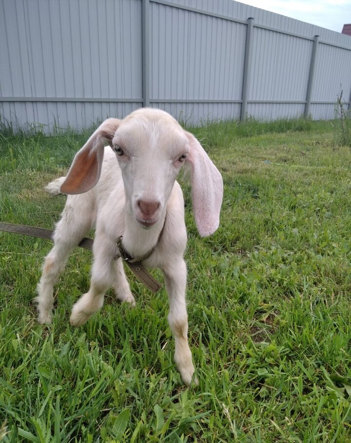 Насаня с болтающейся ногой. 