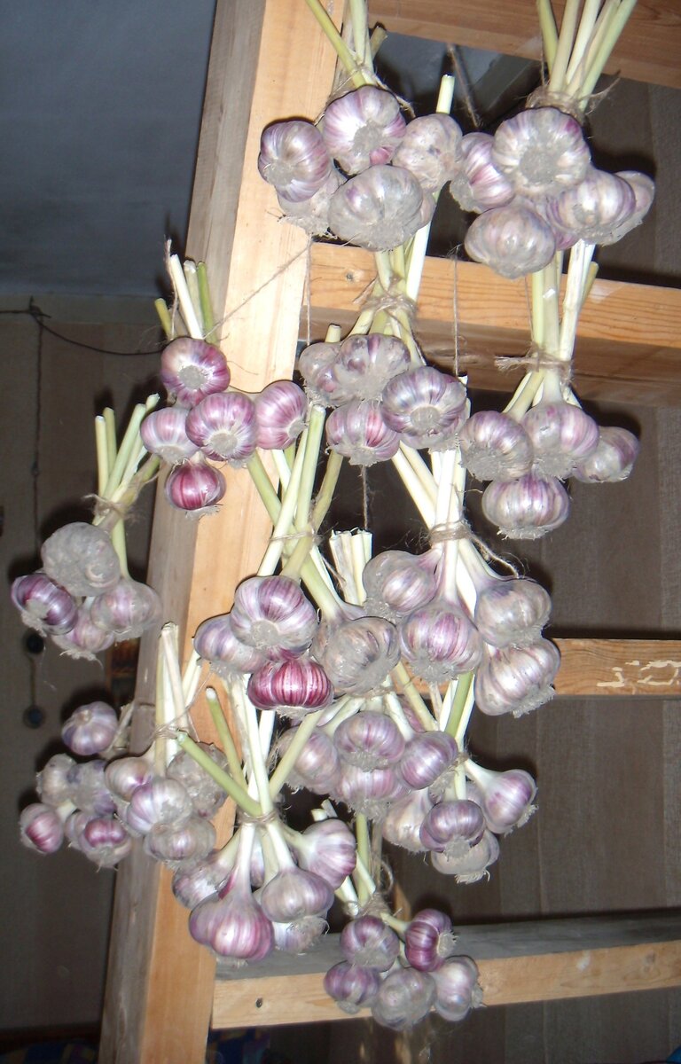 Прошлогодний чеснок.