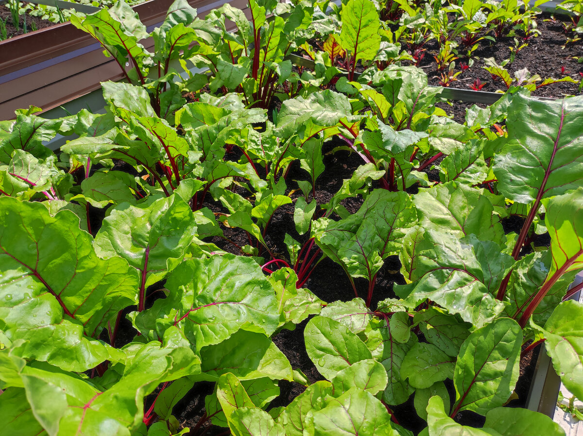 Фото автора, грядка со свеклой, июль 2022 года