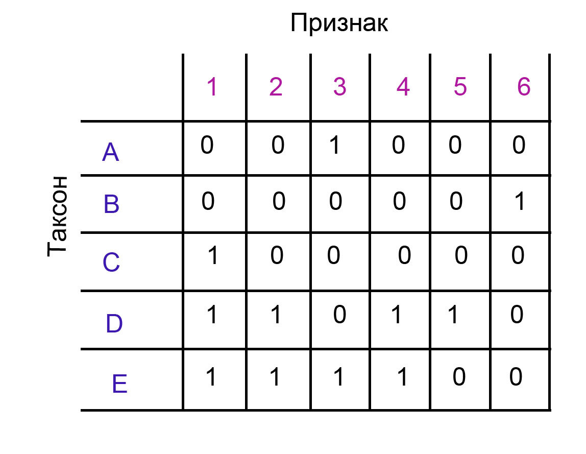 Метод максимальной парсимонии. Ручное построение деревьев. Часть 1. |  Филогенетика и изучение биоразнообразия | Дзен