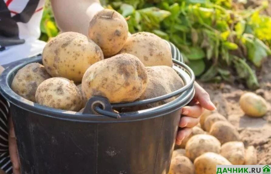 Самые лучшие ранние сорта картофеля на 2023 год для всех регионов России