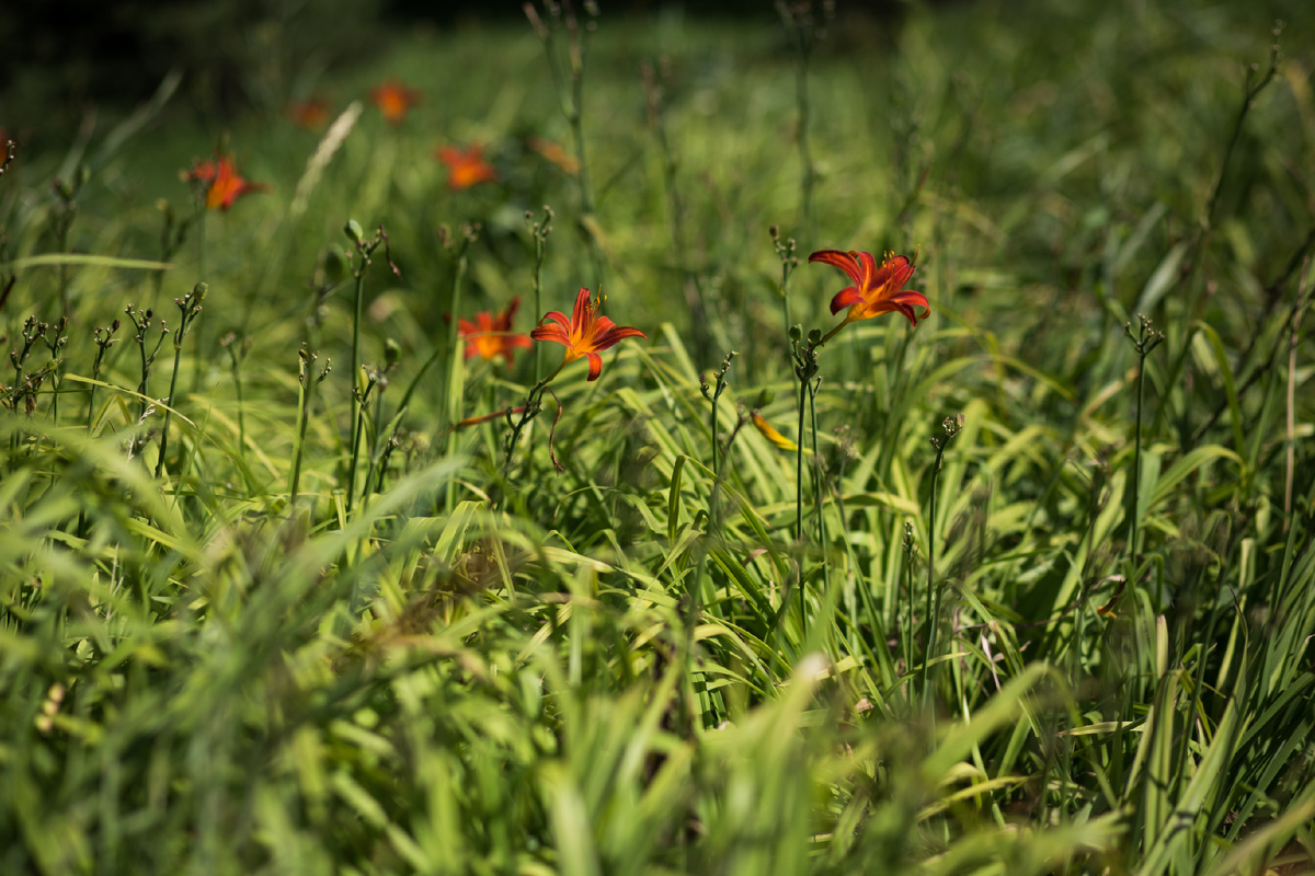 Александровский Сад, г. Санкт-Петербург. Лилейники. Автор фото: Надежда Панова, http://nadia-photo.com