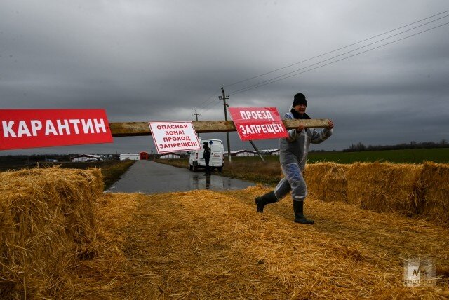    Карантин по птичьему гриппу Александр Погожев © ИА REGNUM
