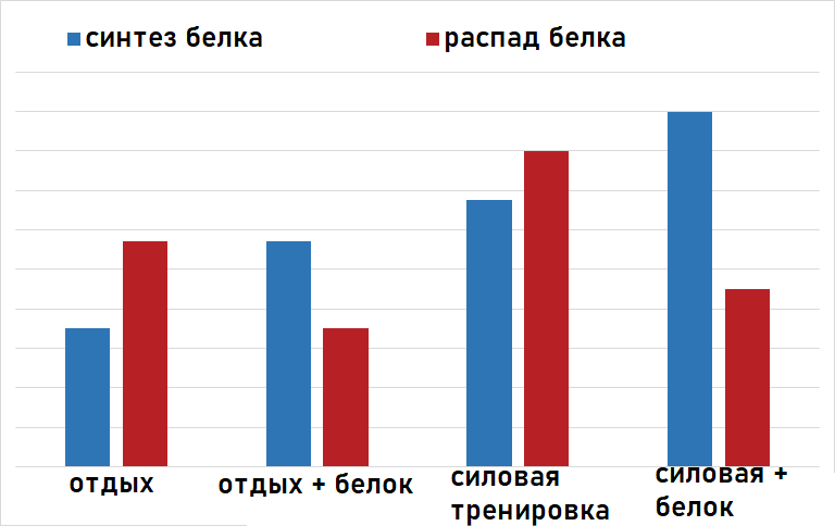 Синтез и распад мышечного белка во время тренировок натощак