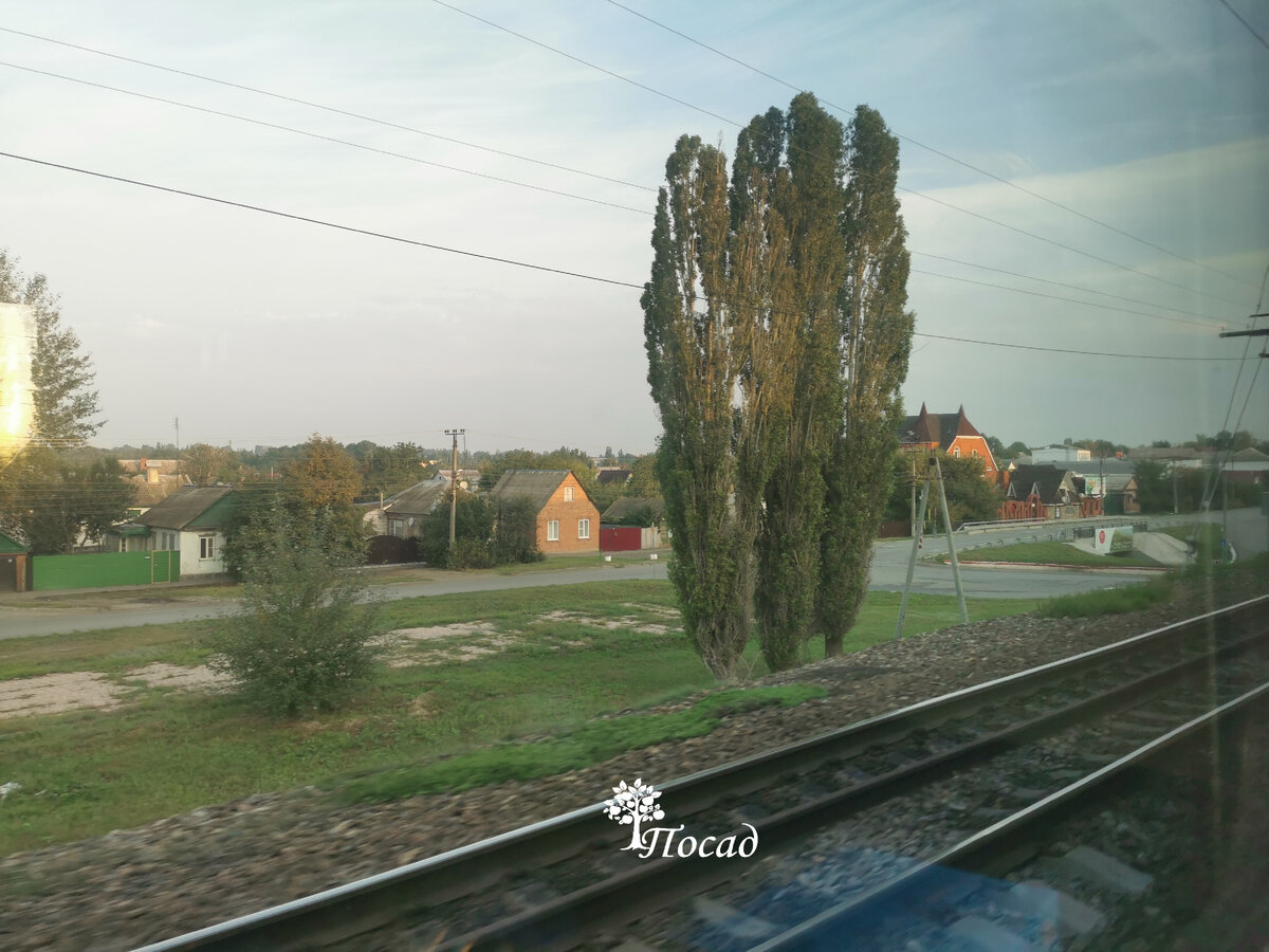 Северный кипарис. За что современные ландшафтные дизайнеры так не любят  пирамидальный тополь? | Посад | Дзен