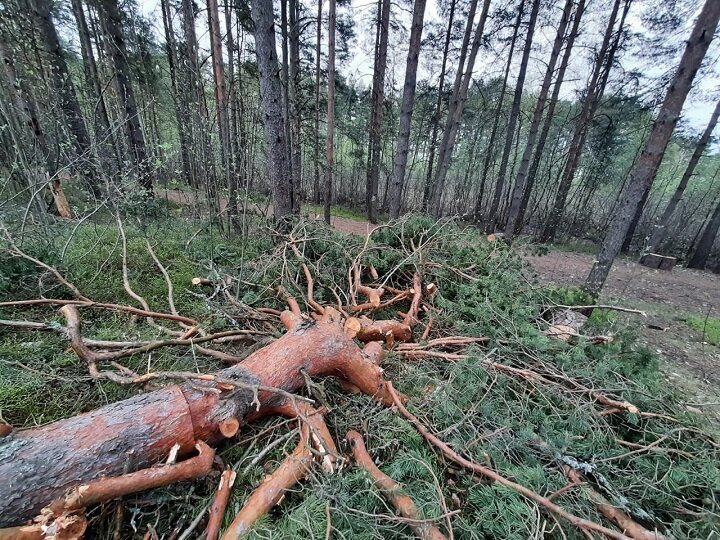 Срубленная сосна на Белой горе. Источник: ТГ-канал "Градозащитный пресс-центр"