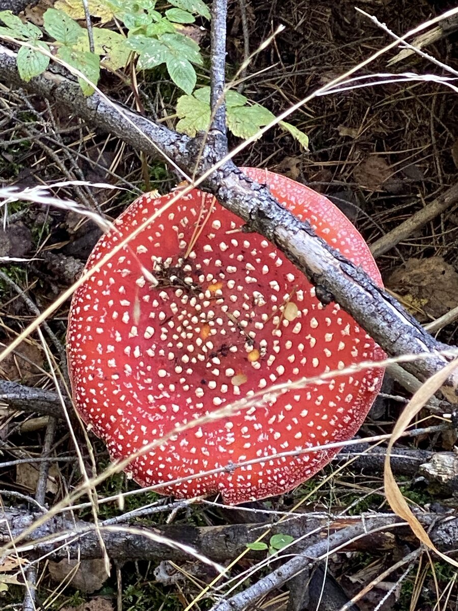 Картинка для привлечения внимания) такие вот у нас растут возле дома) 