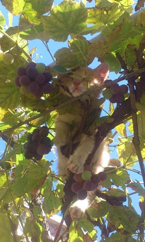 Сторожу ваш виноград, не жалея сил