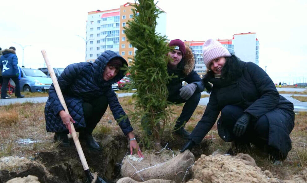   В Год экологии в Новом Уренгое высадили 550 зеленых и голубых елей