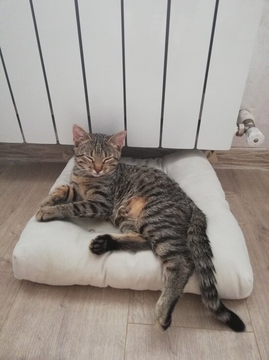     Фото: Илья Котов/МК