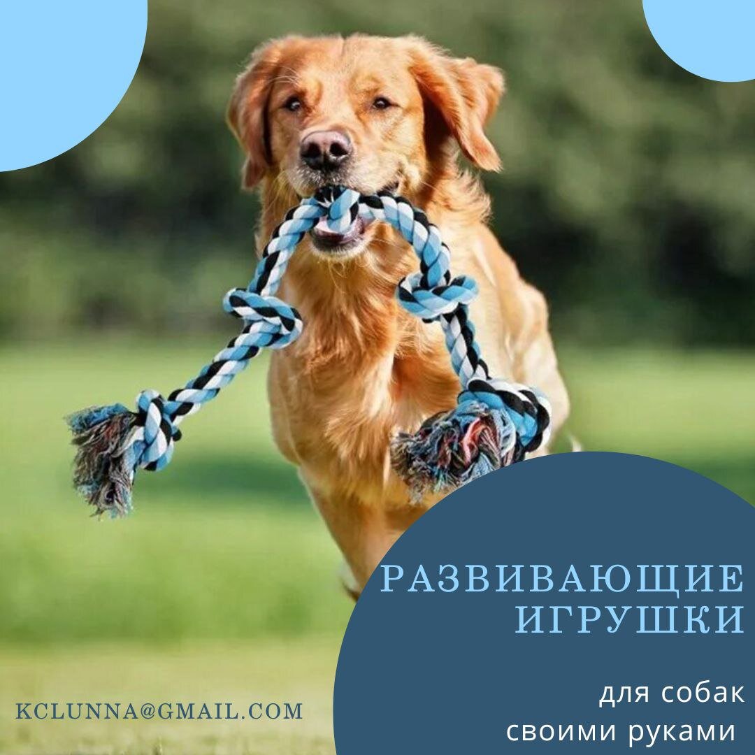 Шлейка для собак купить в Минске | Шлея для собак, цены