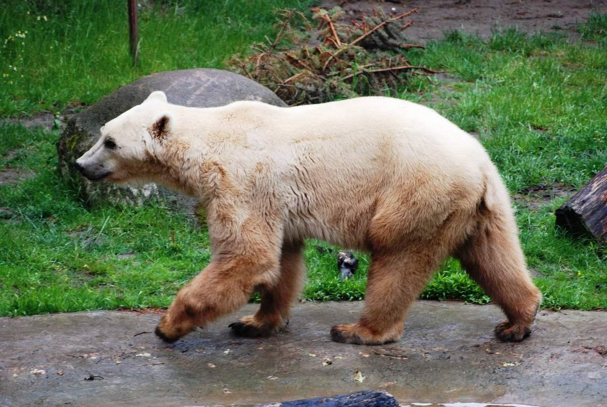 Больше всего на нашего героя походят гролары и пизли — гибриды белых и бурых медведей. Они встречаются не только в зоопарках, но и в дикой природе. 