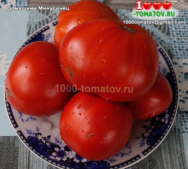 Томат Домашний Минусинец фото 2