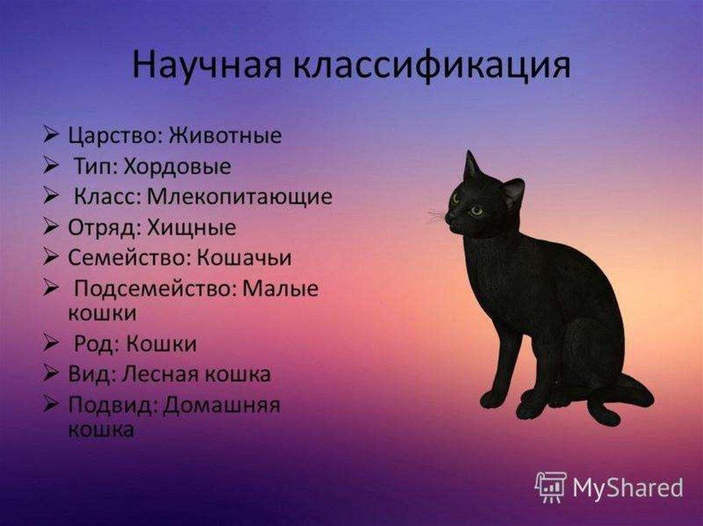Классификация кошки по биологии 5 класс. Классификация кошки. систематика кошки домашней. классификация животных кошка. систематика животных кошка.