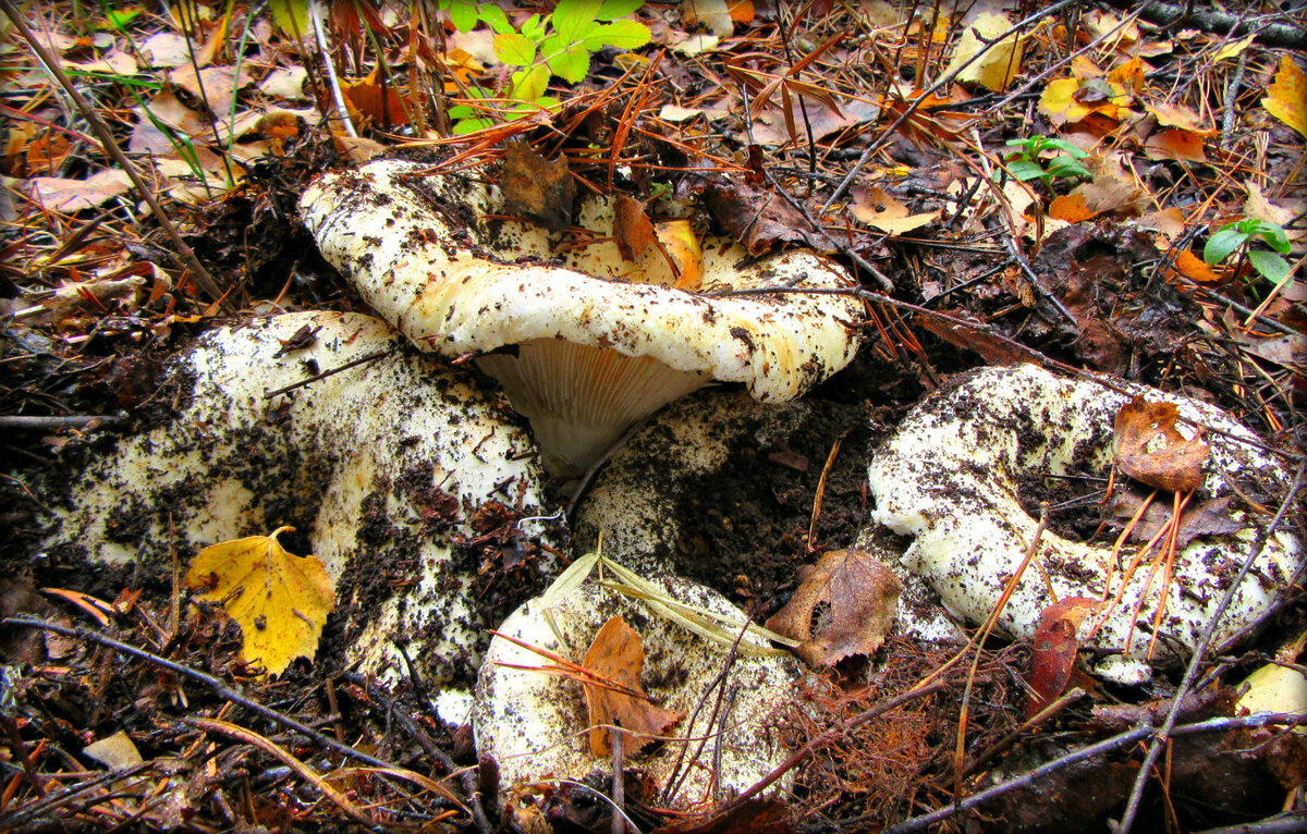 Фотографию позаимствовала у мамы. У себя не нашла кадра с груздями на корню, хотя где-то должны быть))