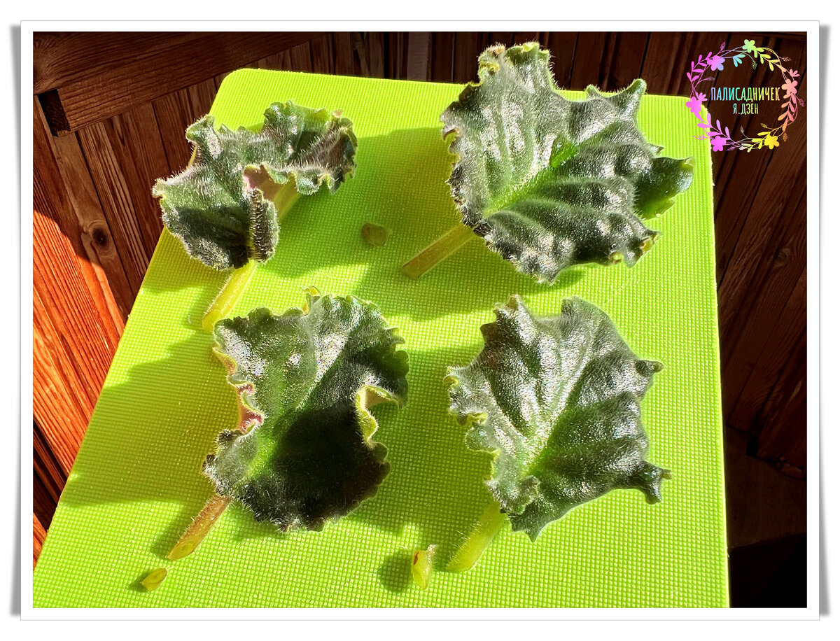 Вот как всё начинается для них ))) На следующей фотографии срез ближе можно рассмотреть. Листайте, пожалуйста. ⏩⏩