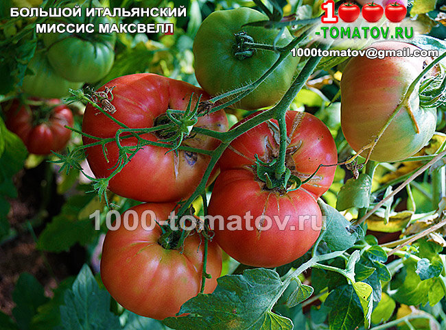 Томат Большой Итальянский Миссис Максвелл  Mrs Maxwell’s Big Italian  фото 2
