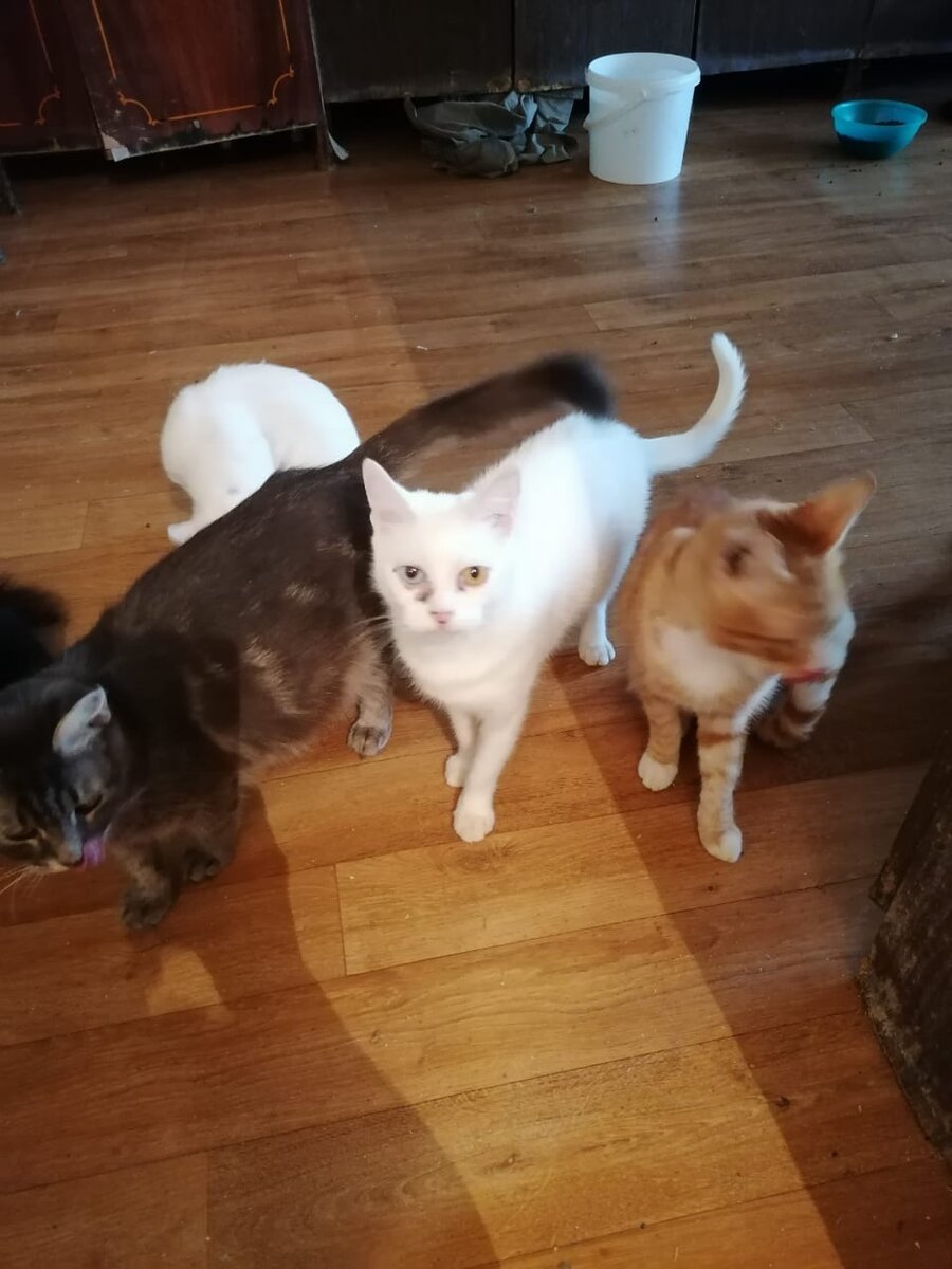 Завтра они могут умереть! 