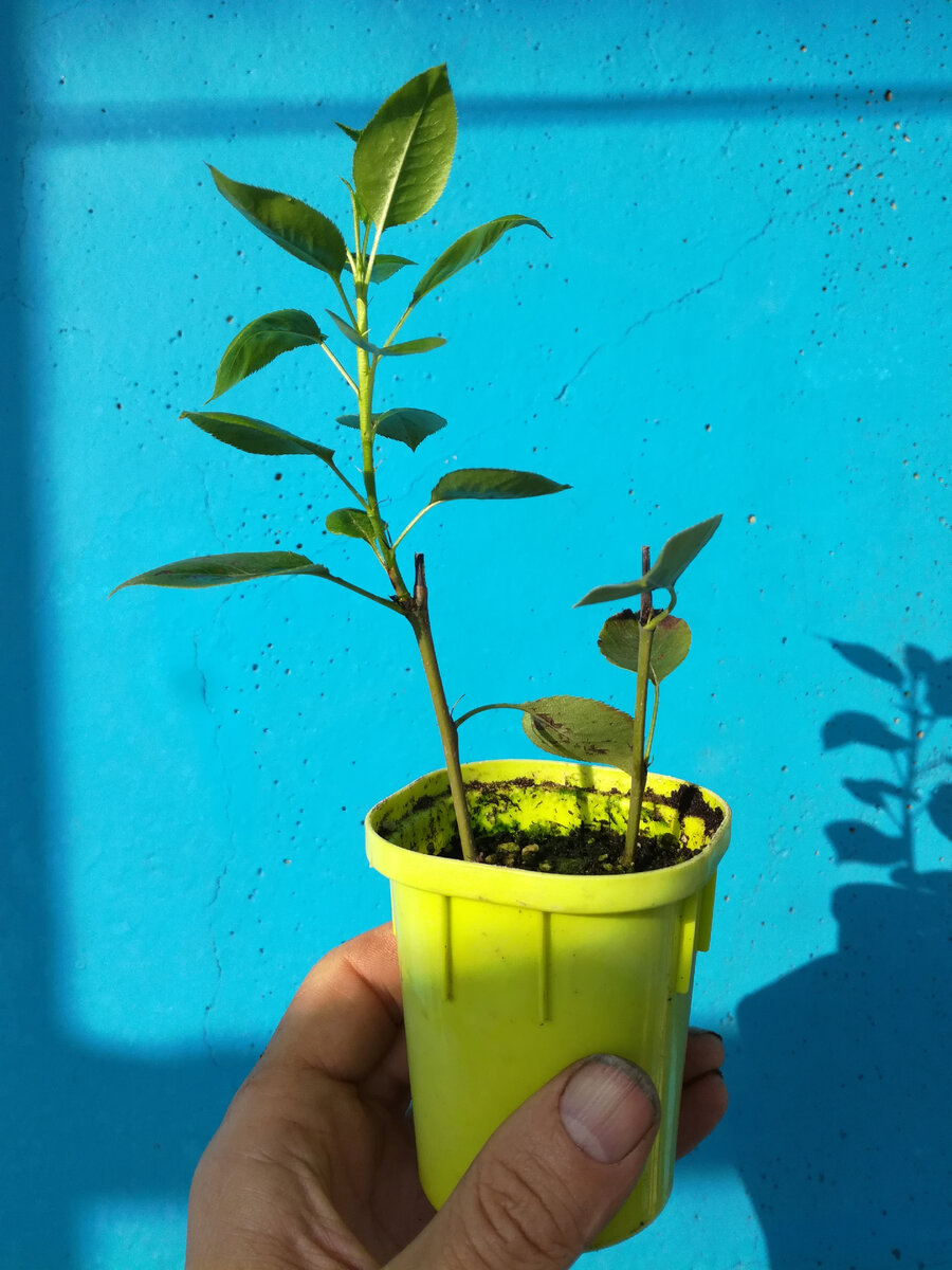 Прирост 6,5 см.