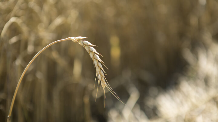 ФОТО: NIKOLAY GYNGAZOV/GLOBALLOOKPRESS