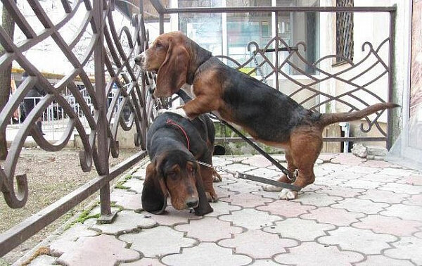 Бассет хаунд -собака, которая никогда не спешит, но всегда успевает.