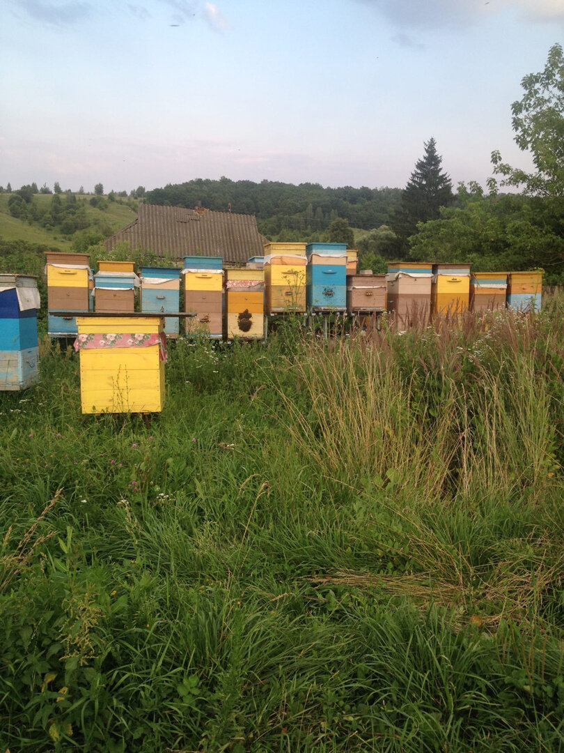 УЛЬИ ТАК И СТОЯЛИ НА ТЕЛЕЖКЕ, НА КОТОРОЙ ПРИЕХАЛИ.