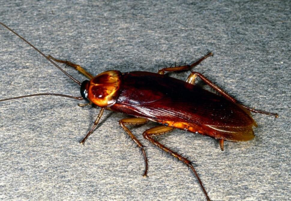 взято с klopdetox.ru