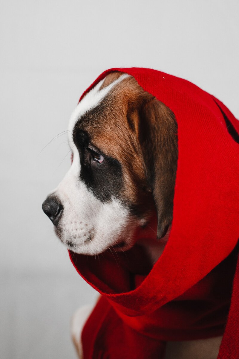 Барри, короткошерстный сенбернар