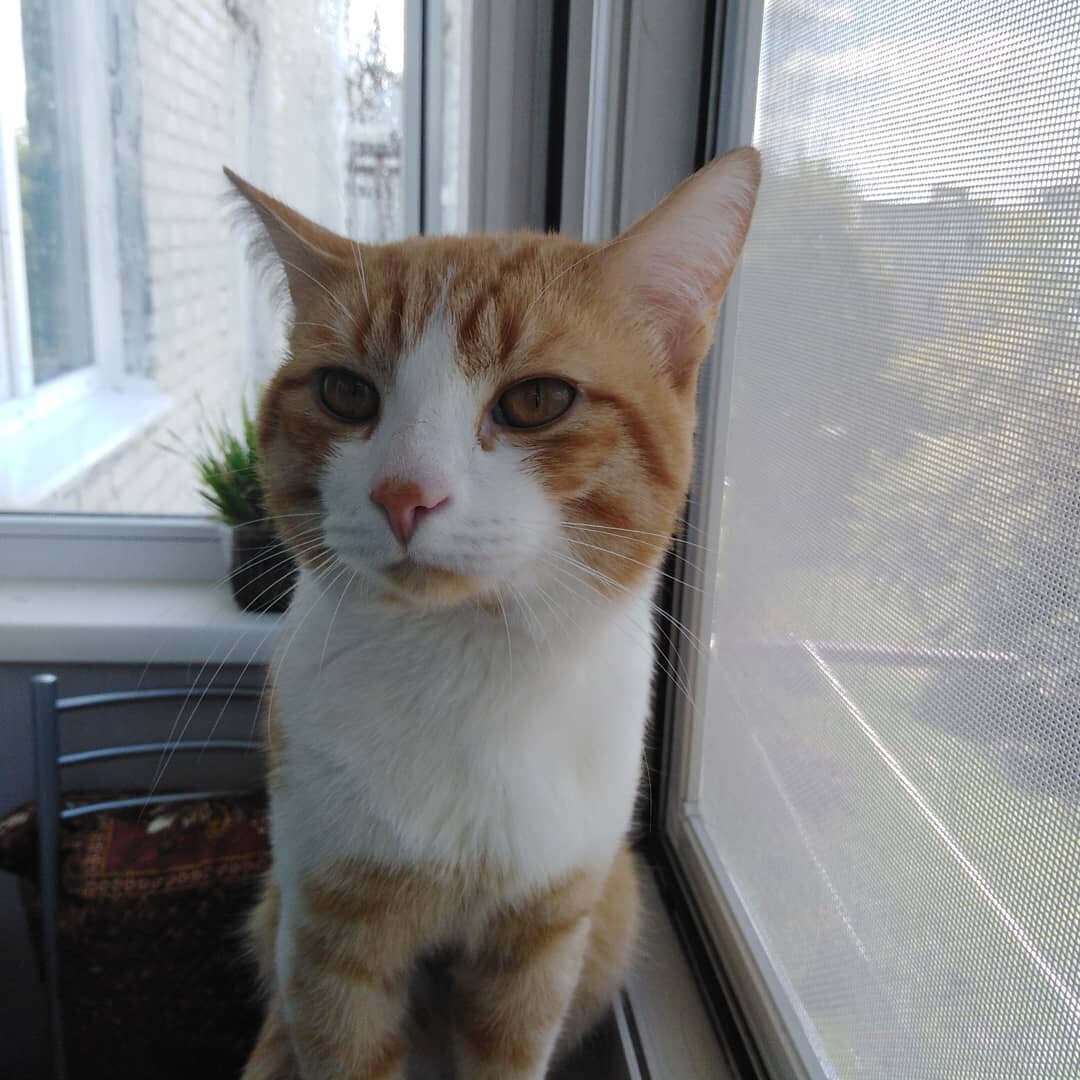 Фото автора, Персик