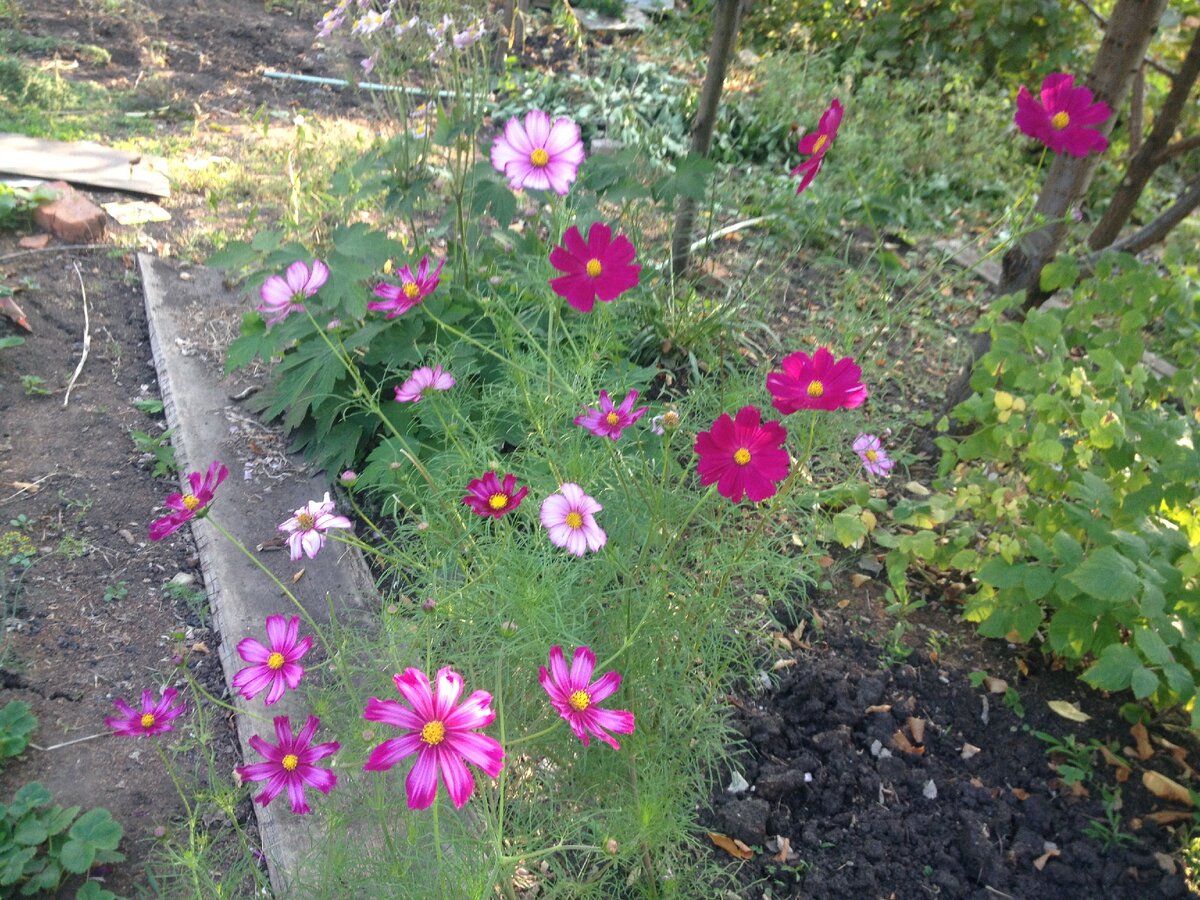 у свекрови нова идея-фикс