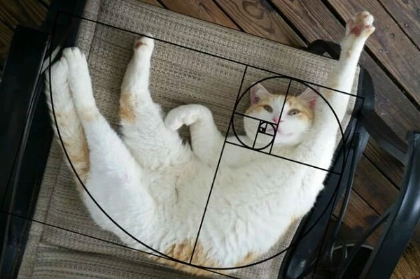Коты Фибоначчи