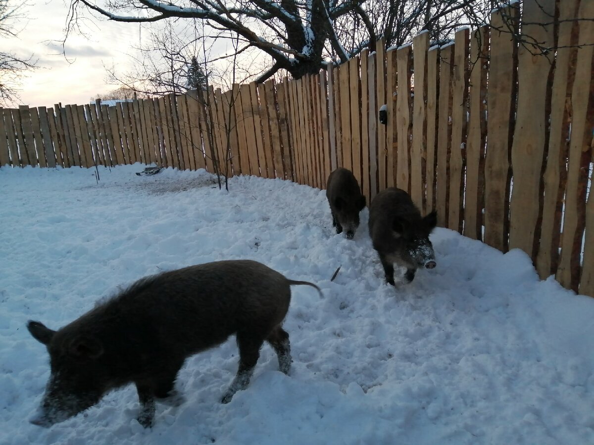 Вот такой у нас в деревне зоопарк по соседству. Фото автора