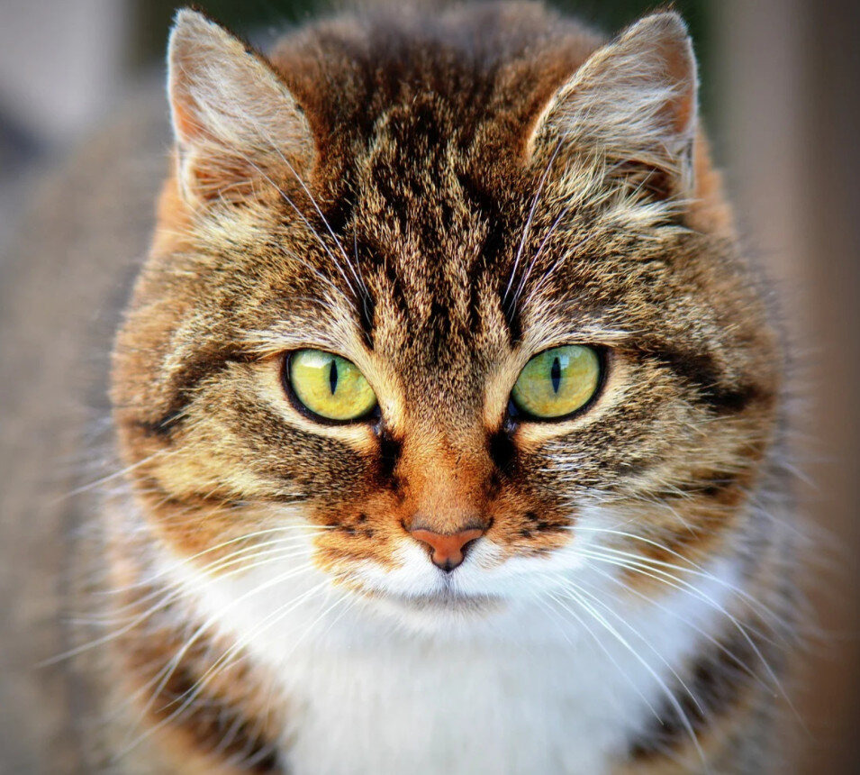 Из открытых источников. https://pixabay.com/ru/