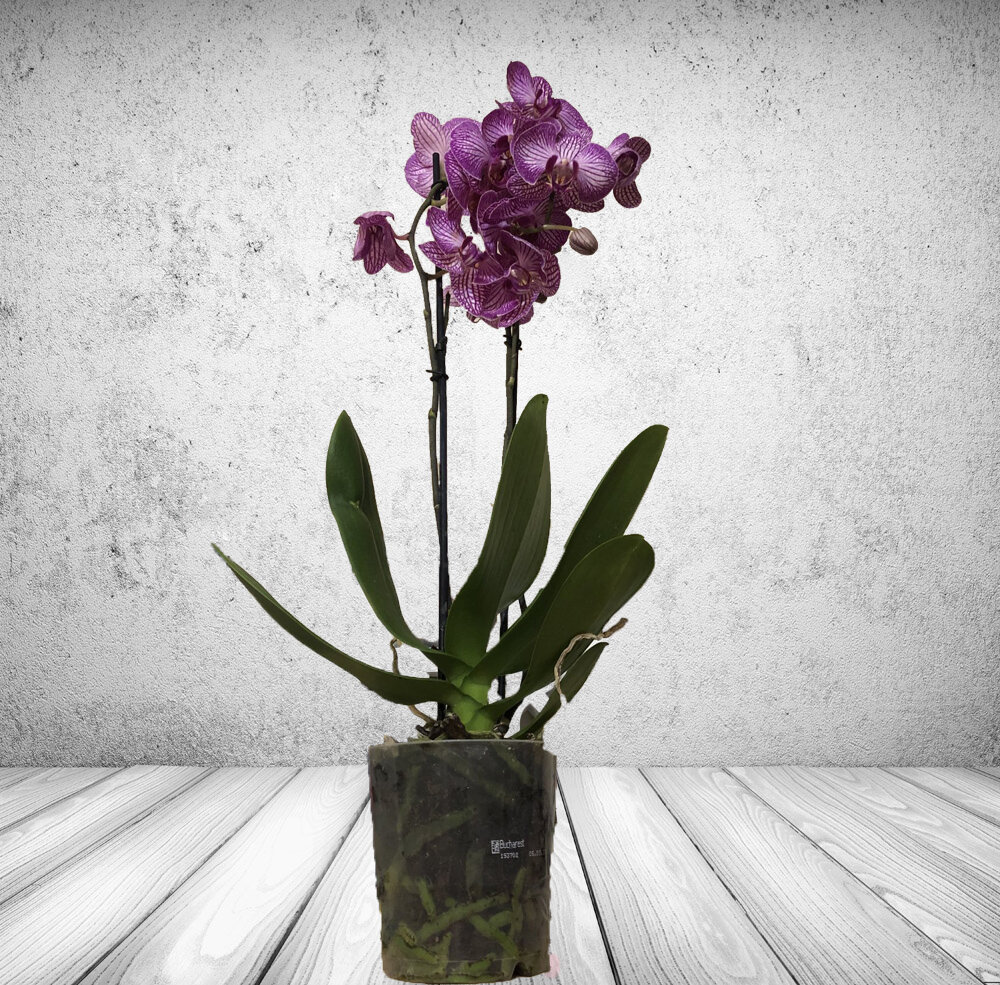 Вот так она выглядела целиком (фон пришлось удалить для лучшего восприятия)