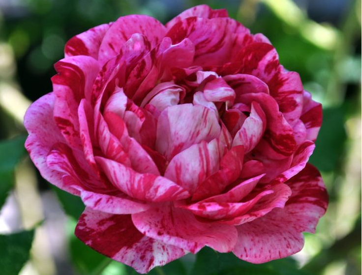10 фото с описанием одних из самых красивых парковых роз