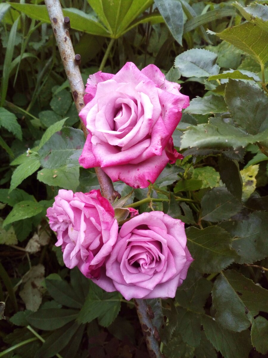 Фото автора. На фото - розы из моего сада. 