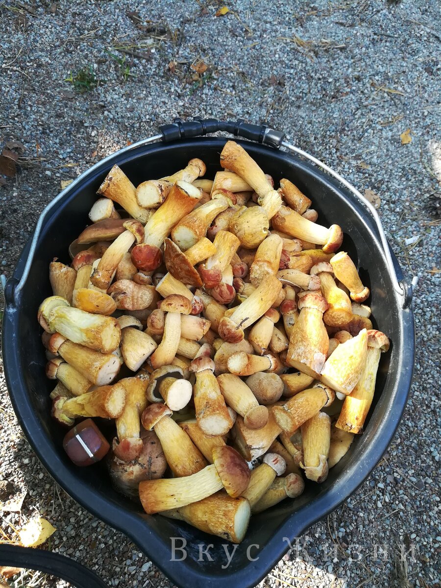 Золотистый боровик