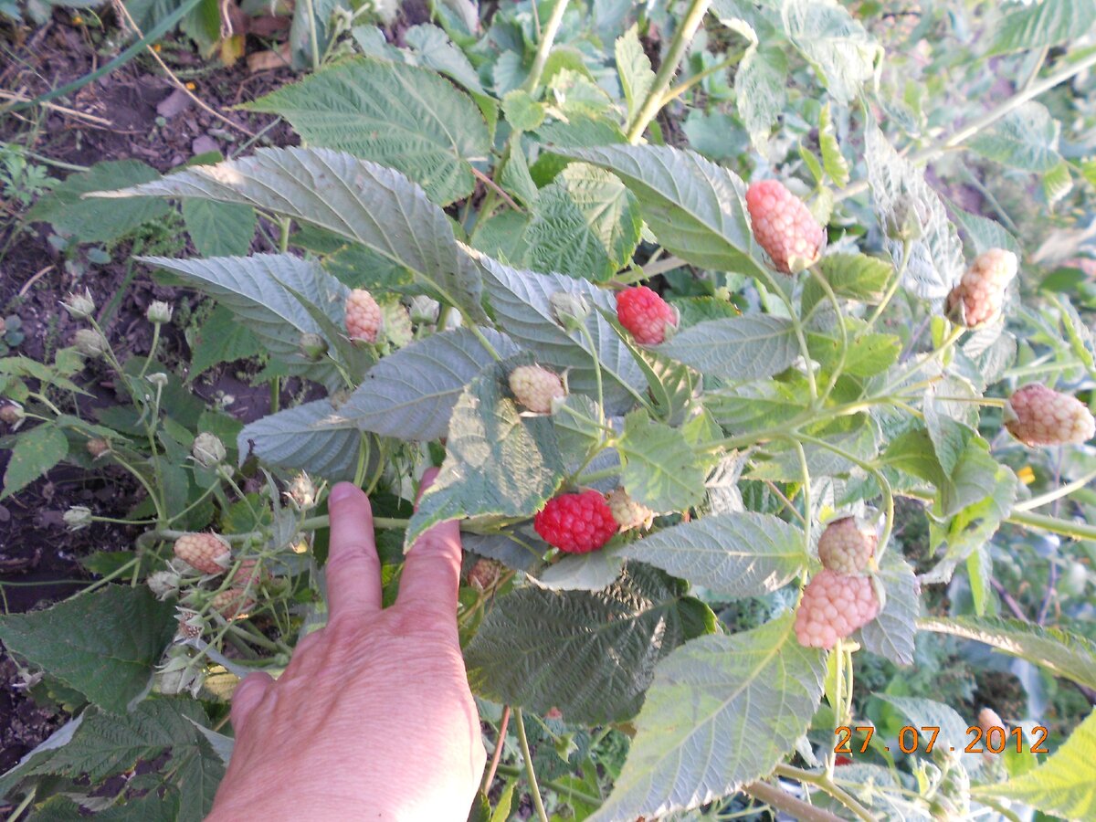 Ремонтантная малина Шапка Мономаха