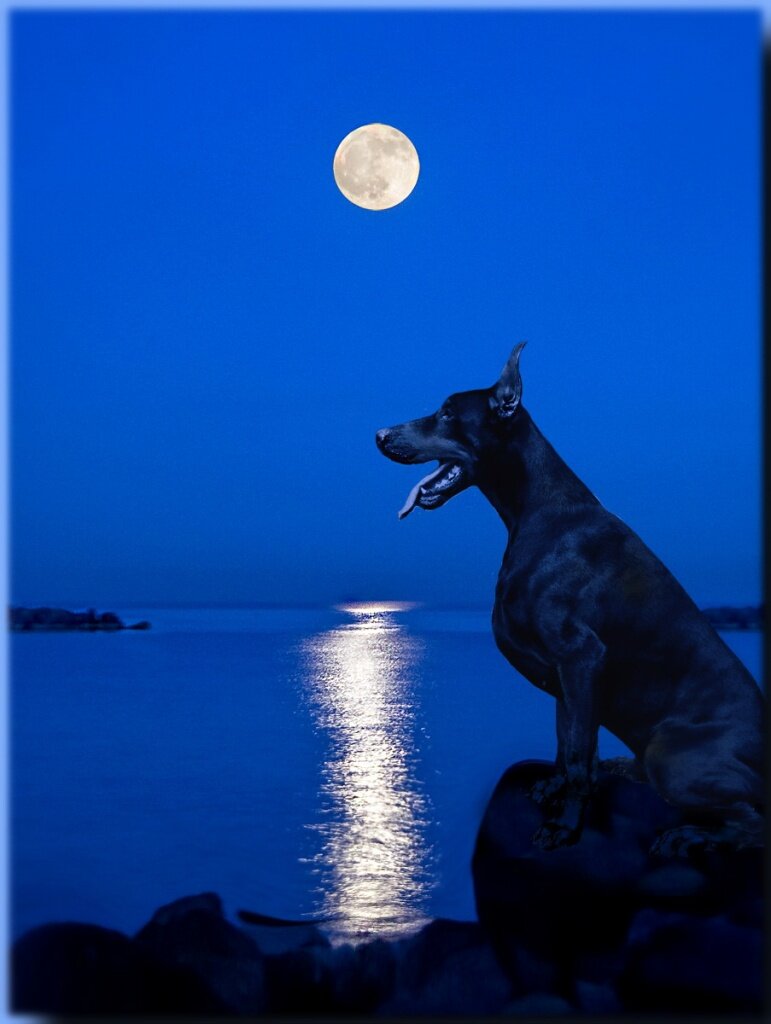 Щенок лабрадора. Собака вечером. 3 собаки ночью. 3 собаки ночью. Собака ночью.