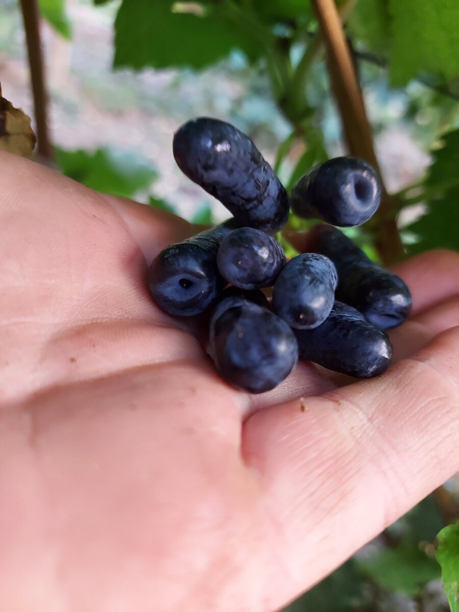 Виноград Свит Сэпфайр описание характеристики выращивание фото отзывы