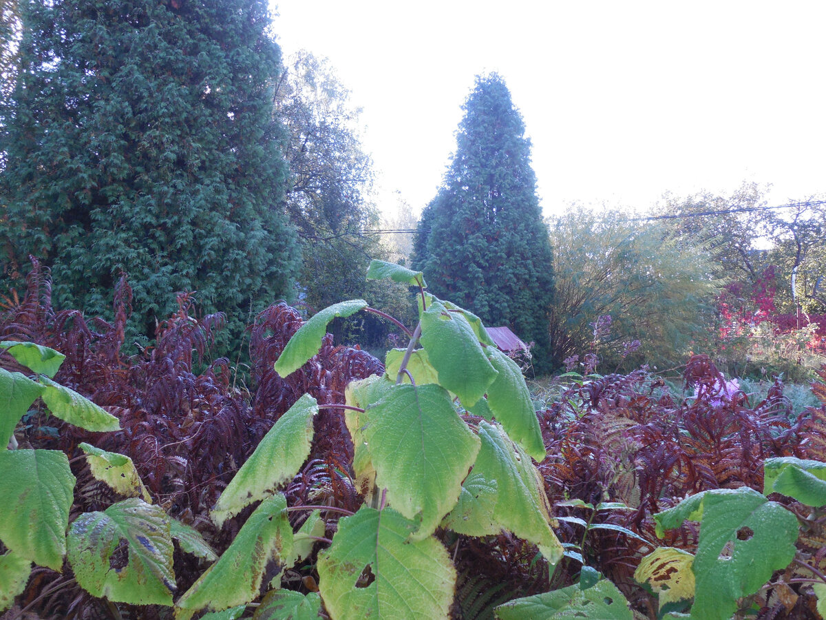 Наши самосевные туи. Та, что ближе, которая полностью в кадр не влезла, самая старшая. Именно из таких туй, но ещё молоденьких, я теперь формирую вечнозелёные "шарики на ножках"