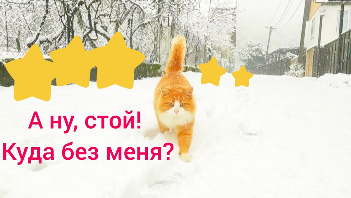 Этот котик всегда рядом🤗