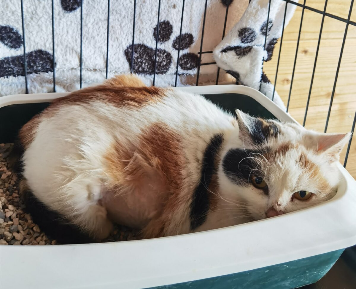 Снежинка в убежище:)