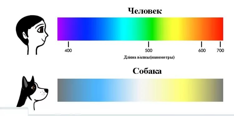 Как видят собаки? | PetGlobals.com | Дзен