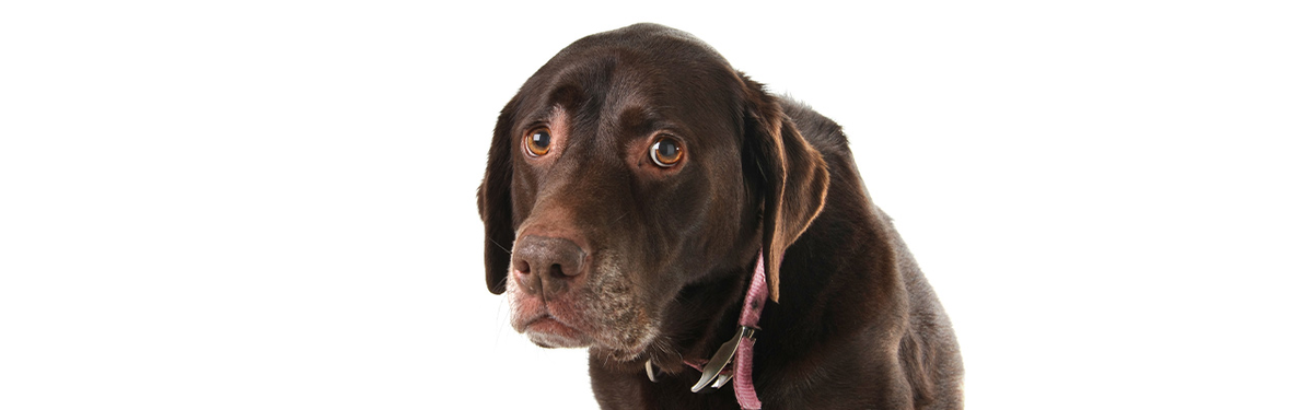 Хроническая рвота у собак: причины, симптомы и лечение